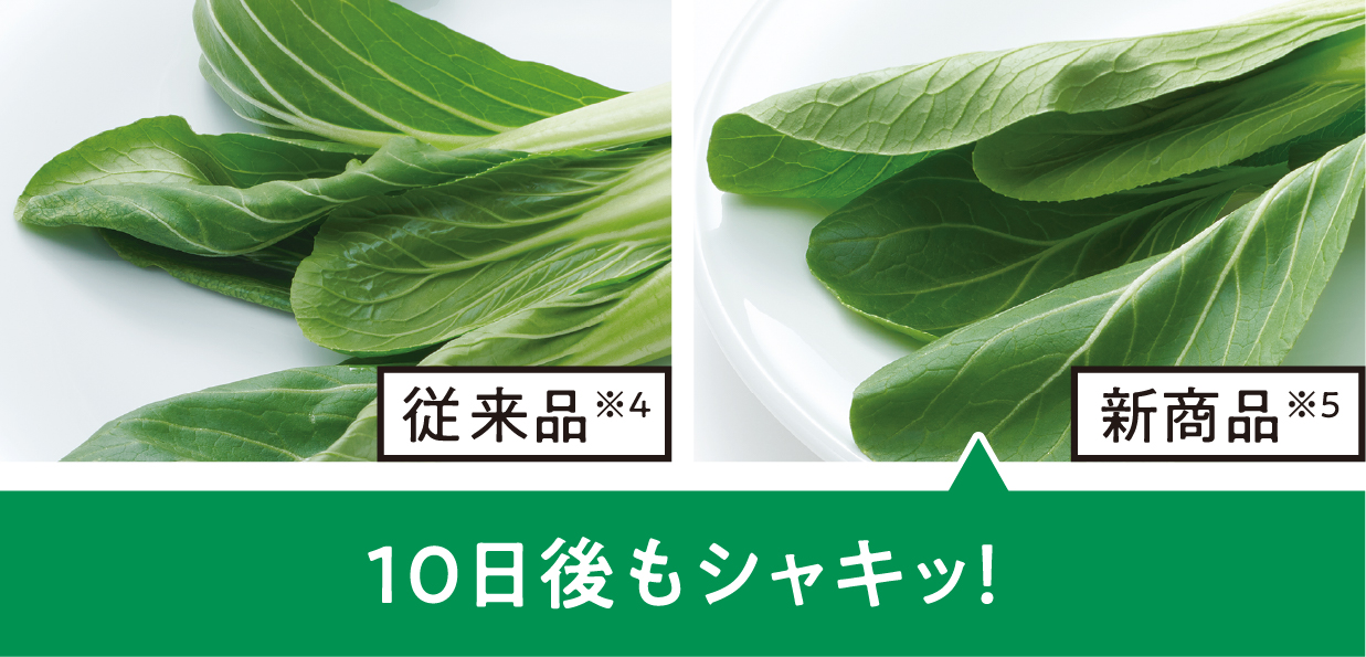 チンゲン菜の保存10日間乾燥比較（当社比）