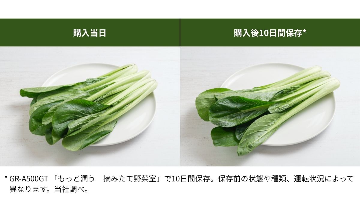 購入当日と10日間保存後の小松菜の鮮度比較